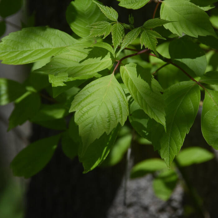 Boxelder (Acer negundo) reference photo 1