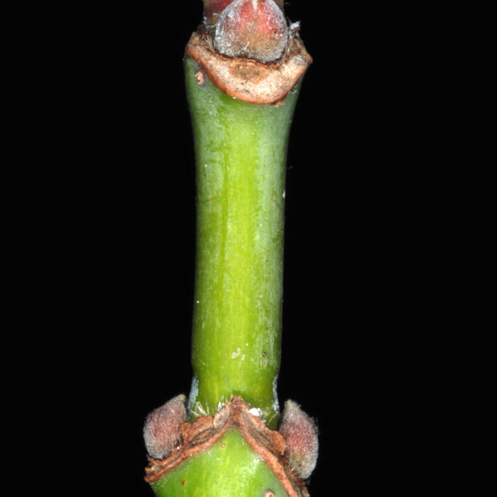 Boxelder (Acer negundo) reference photo 4