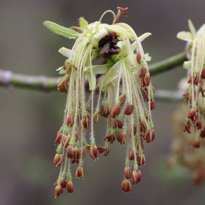 Boxelder (Acer negundo) reference photo 2