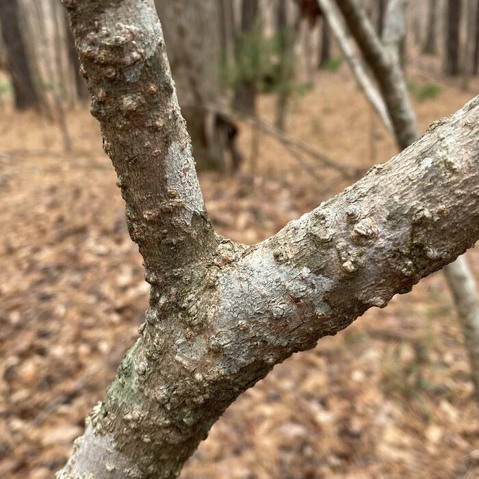 Painted buckeye bark reference