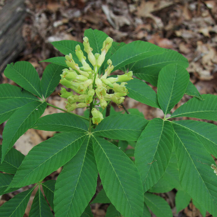 Painted buckeye flower reference