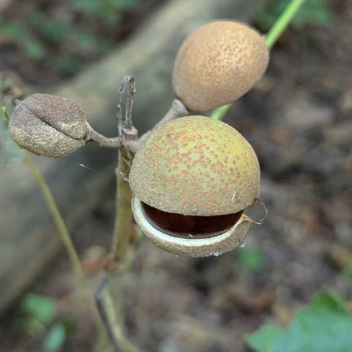 Painted buckeye