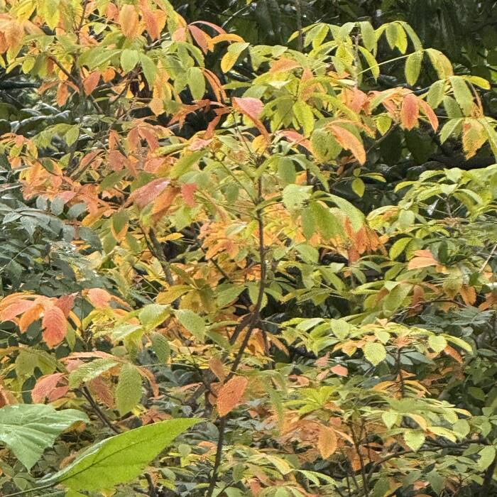 Painted buckeye habit reference