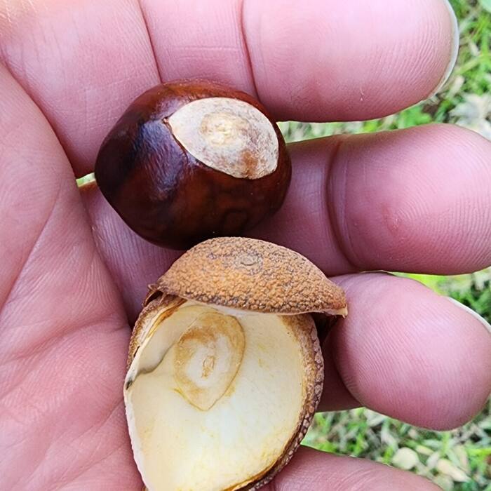 Painted buckeye seed reference