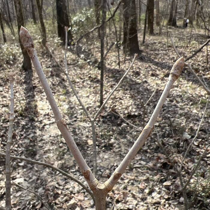 Painted buckeye twig reference