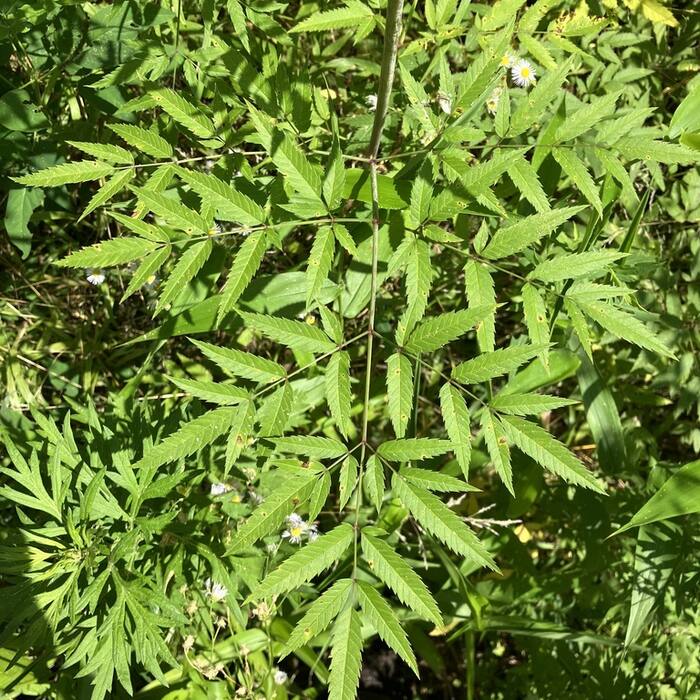 Water hemlock (Cicuta maculata) — DEADLY, and it grows in the same wet ground reference photo 4