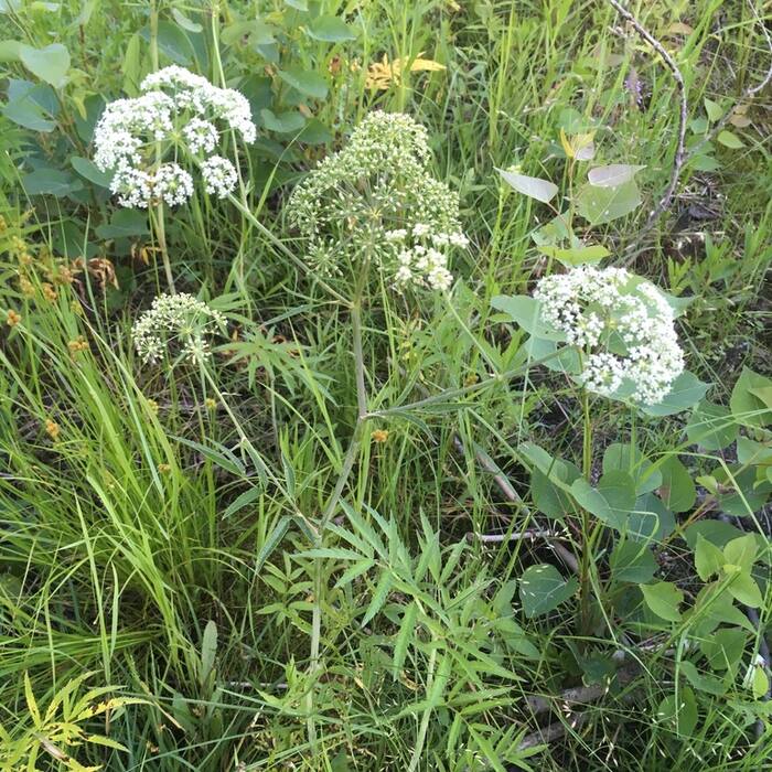 Water hemlock (Cicuta maculata) — DEADLY, and it grows in the same wet ground reference photo 1