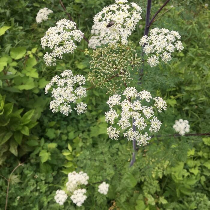 Poison hemlock (Conium maculatum) reference photo 1