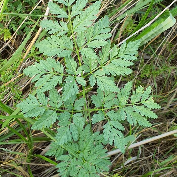 Poison hemlock (Conium maculatum) reference photo 2