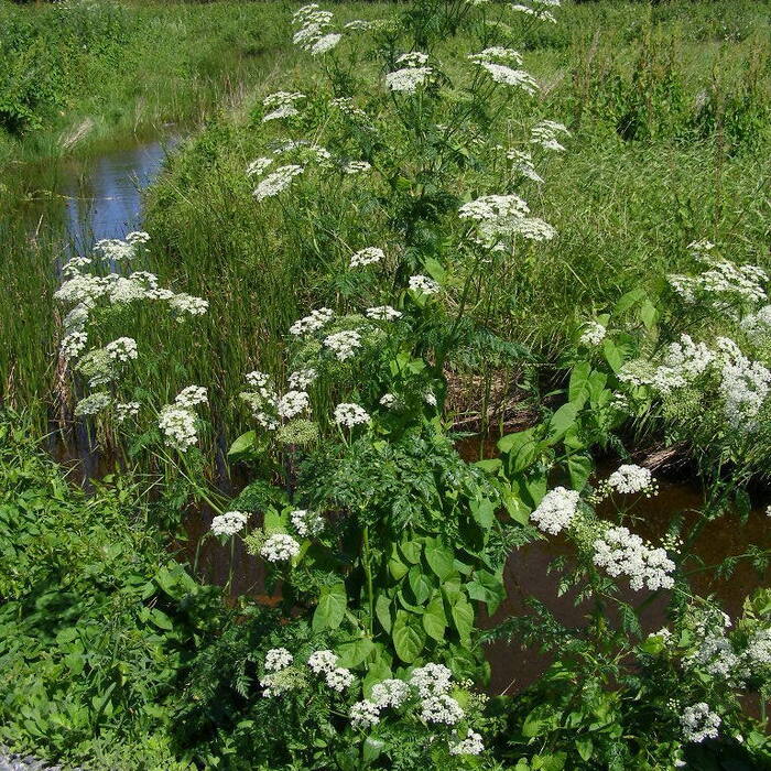 Poison hemlock (Conium maculatum) reference photo 4