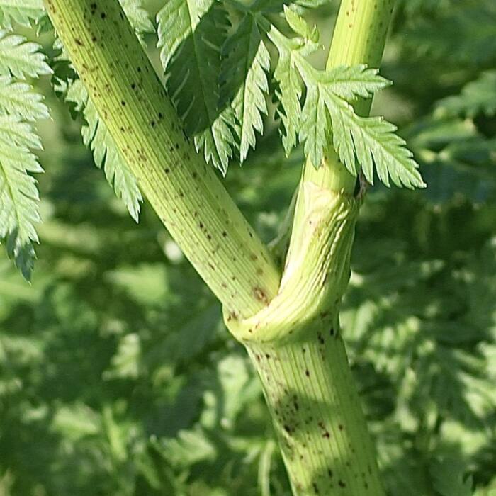 Poison hemlock (Conium maculatum) reference photo 3
