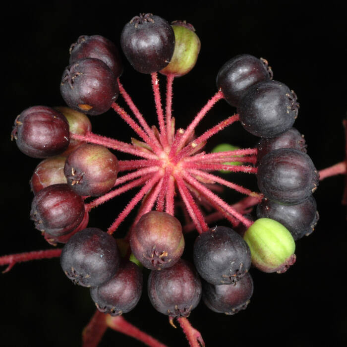 Devil's walking stick (Aralia spinosa) — the trail twin, ripening the same week reference photo 3