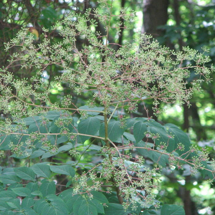 Devil's walking stick (Aralia spinosa) — the trail twin, ripening the same week reference photo 4
