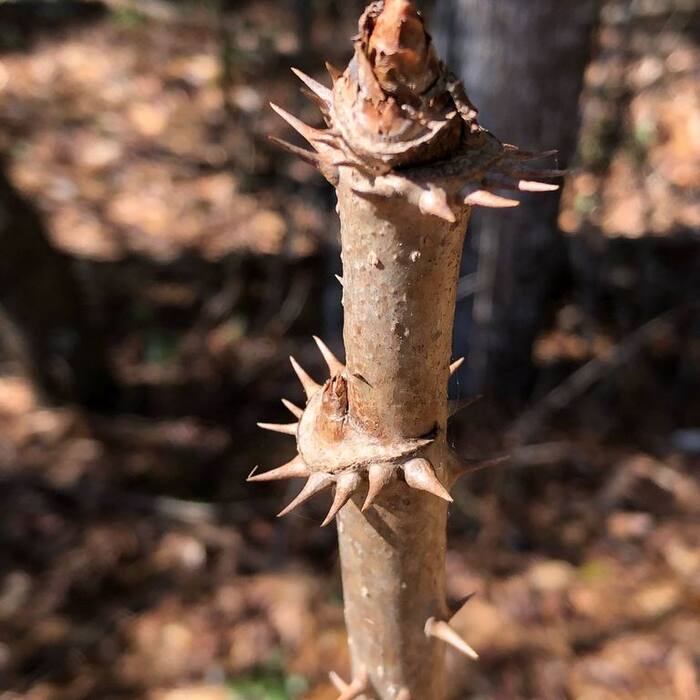 Devil's walking stick (Aralia spinosa) — the trail twin, ripening the same week reference photo 2