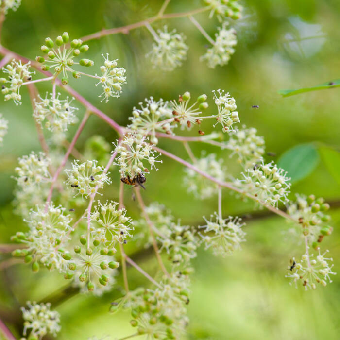 Devil's walking stick (Aralia spinosa) — the trail twin, ripening the same week reference photo 1