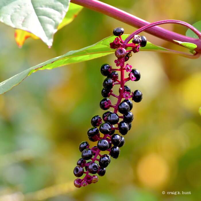 Pokeweed (Phytolacca americana) reference photo 1