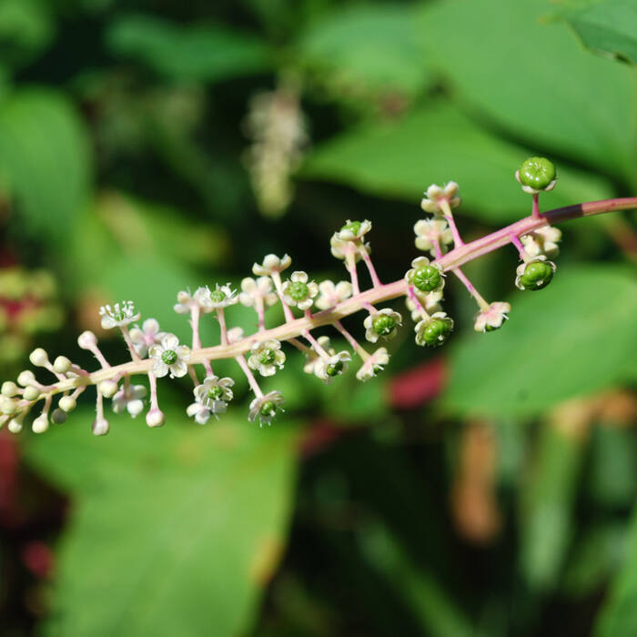 Pokeweed (Phytolacca americana) reference photo 4