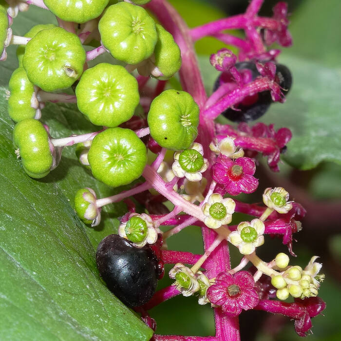 Pokeweed (Phytolacca americana) reference photo 3