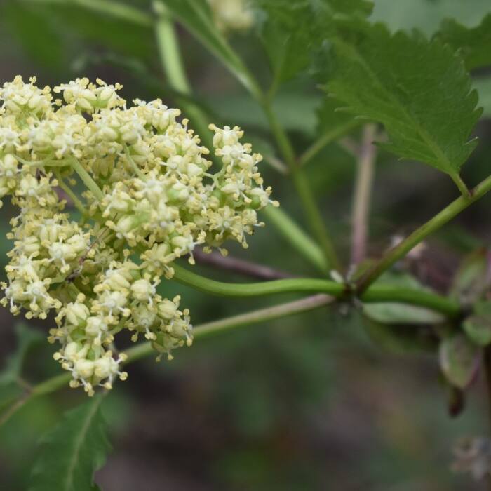 Red elderberry (Sambucus racemosa) — the real congener reference photo 4