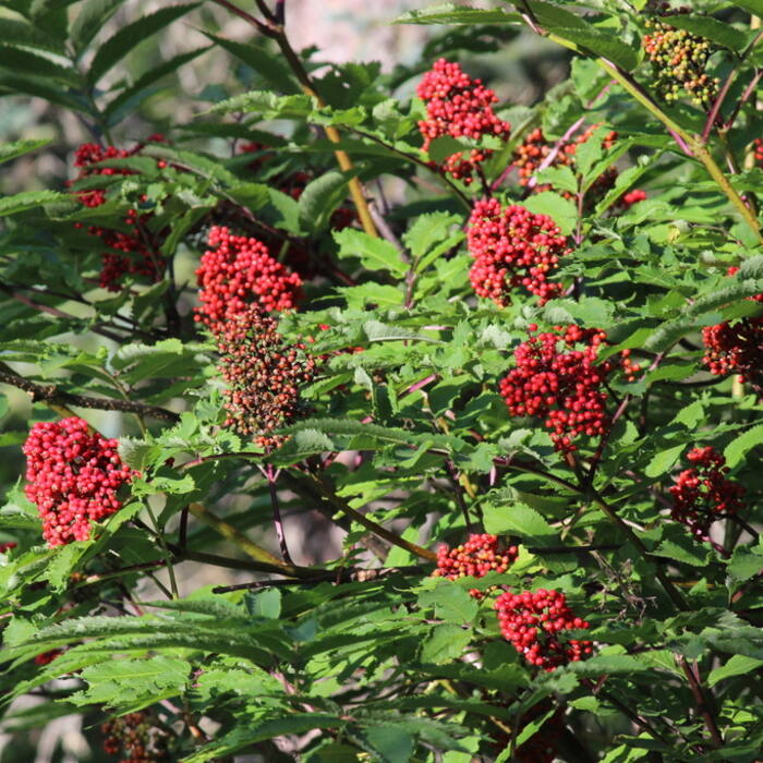 Red elderberry (Sambucus racemosa) — the real congener reference photo 3