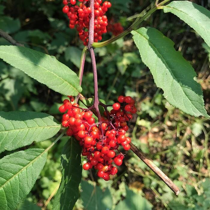 Red elderberry (Sambucus racemosa) — the real congener reference photo 1