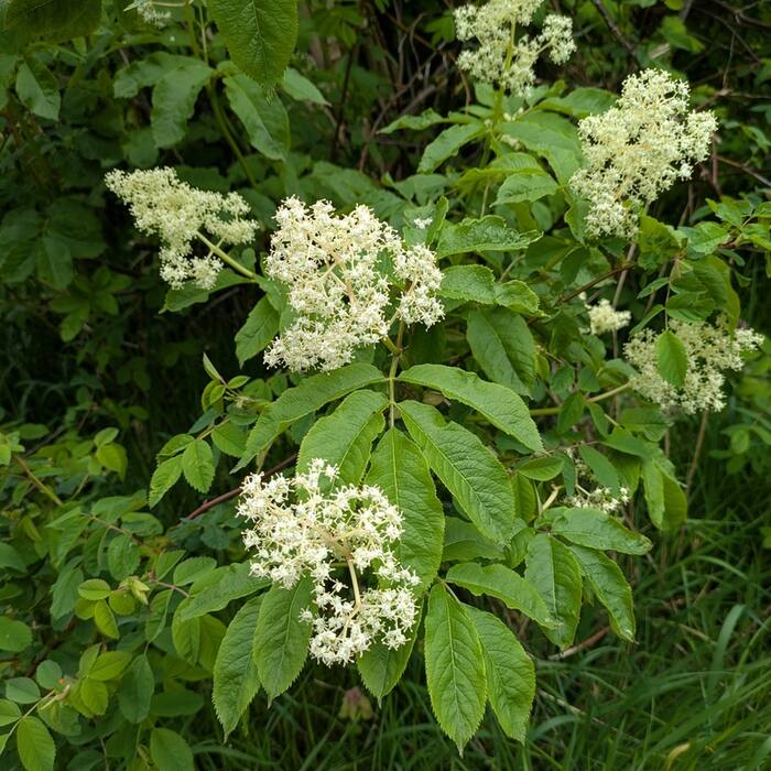 Red elderberry (Sambucus racemosa) — the real congener reference photo 2