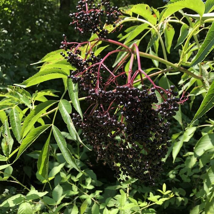 American elderberry cluster reference
