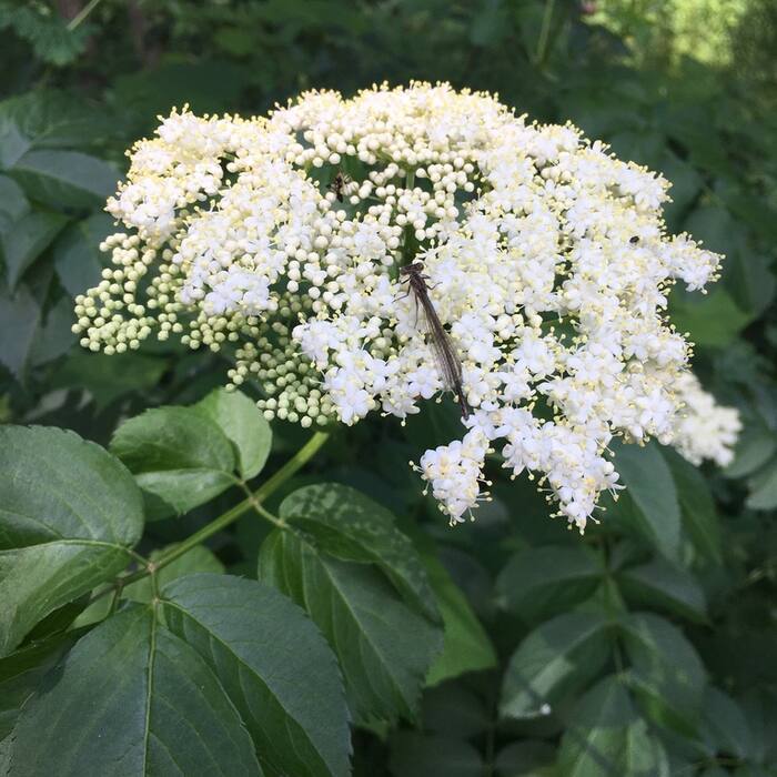 American elderberry flower reference