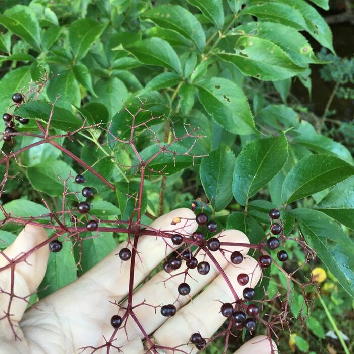 American elderberry