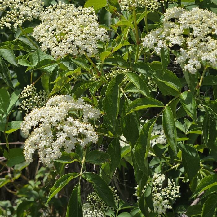 American elderberry habit reference