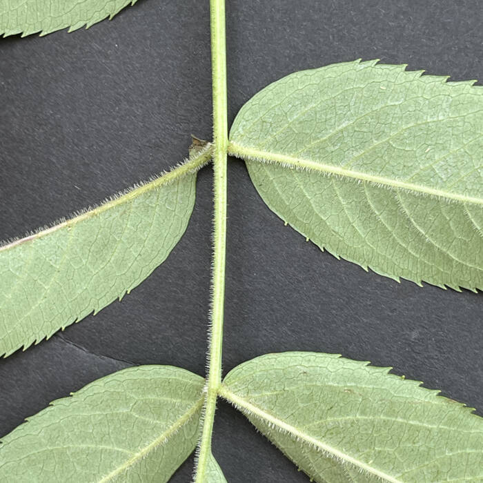 American elderberry leaf reference