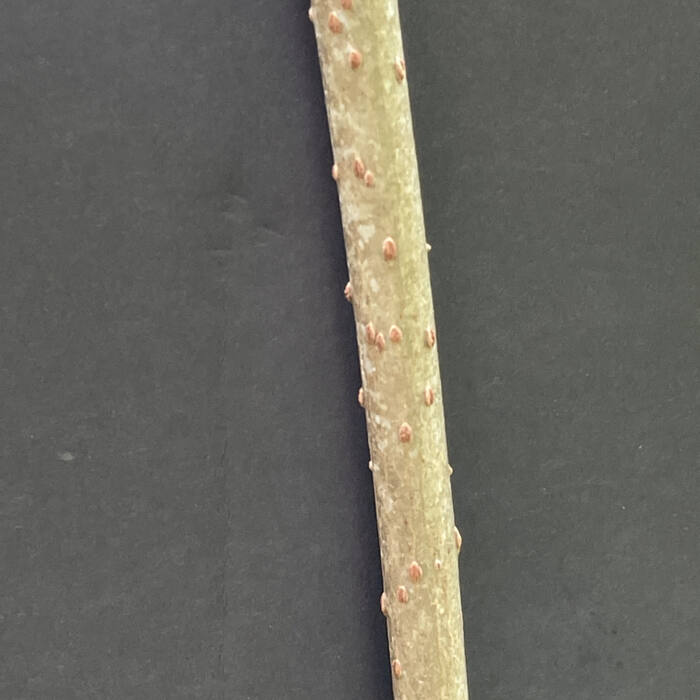 American elderberry stem reference