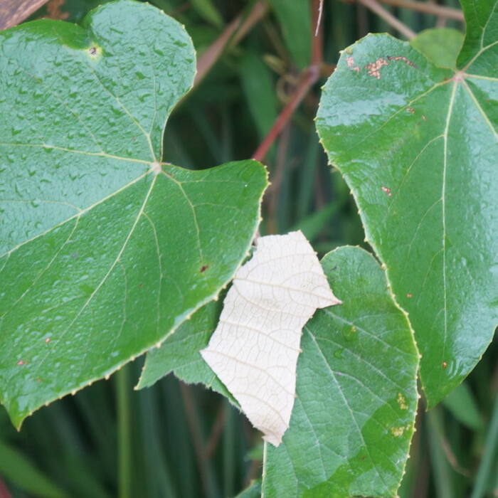 Fox grape (Vitis labrusca) reference photo 1