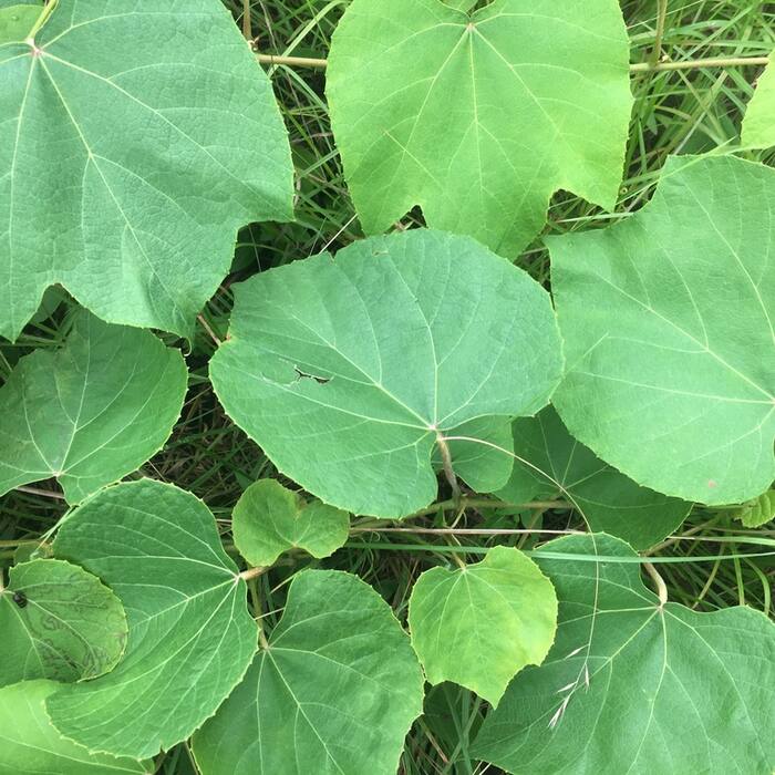 Fox grape (Vitis labrusca) reference photo 2