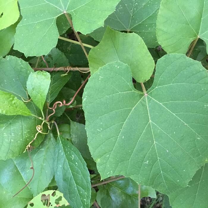Fox grape (Vitis labrusca) reference photo 4