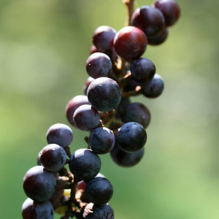 Frost grape / winter grape (Vitis vulpina) reference photo 2