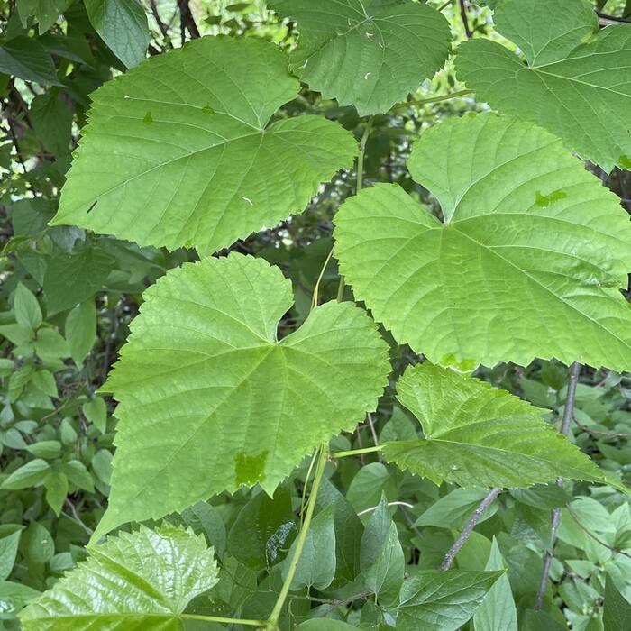 Frost grape / winter grape (Vitis vulpina) reference photo 1
