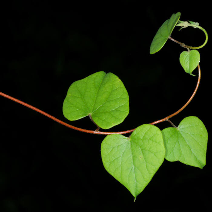 Canada moonseed (Menispermum canadense) — TOXIC, and the one that matters reference photo 3