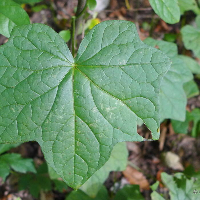 Canada moonseed (Menispermum canadense) — TOXIC, and the one that matters reference photo 4