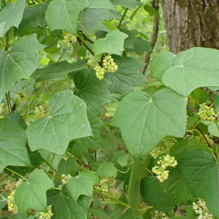 Canada moonseed (Menispermum canadense) — TOXIC, and the one that matters reference photo 1