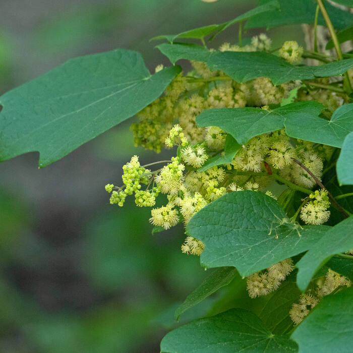 Canada moonseed (Menispermum canadense) — TOXIC, and the one that matters reference photo 2