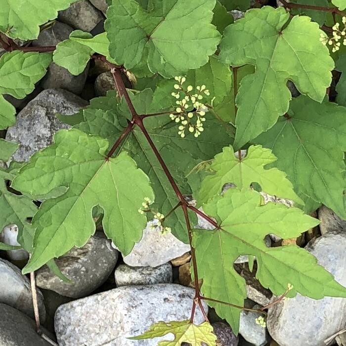 Porcelainberry (Ampelopsis glandulosa) — non-native invasive reference photo 3