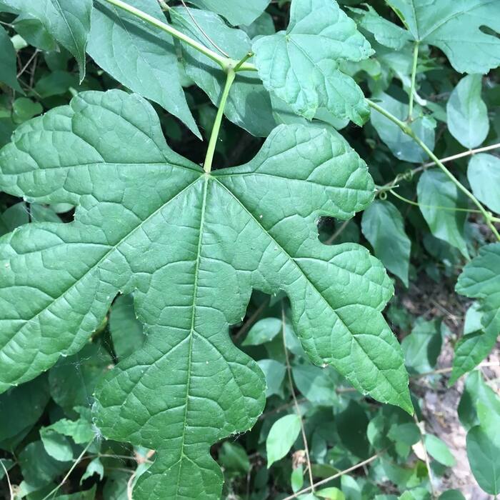 Porcelainberry (Ampelopsis glandulosa) — non-native invasive reference photo 4