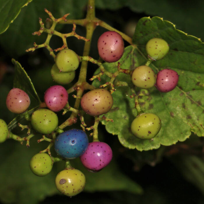 Porcelainberry (Ampelopsis glandulosa) — non-native invasive reference photo 1