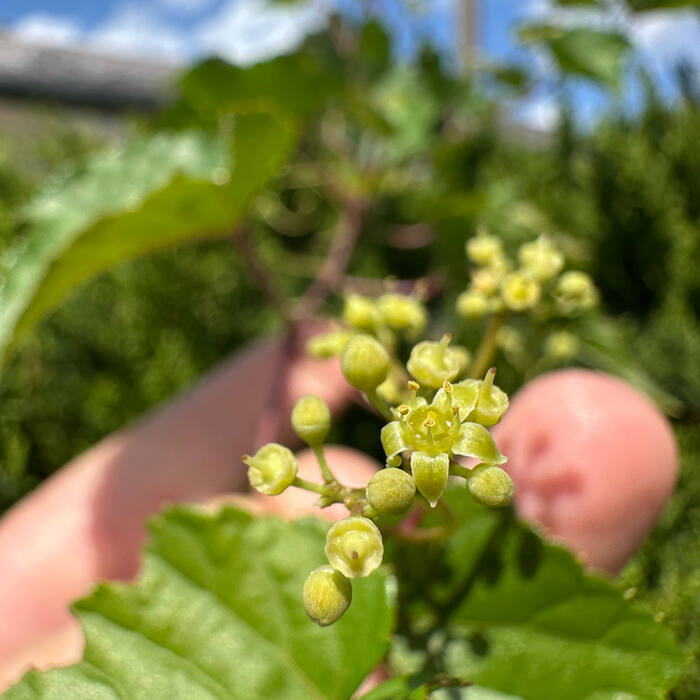 Porcelainberry (Ampelopsis glandulosa) — non-native invasive reference photo 2