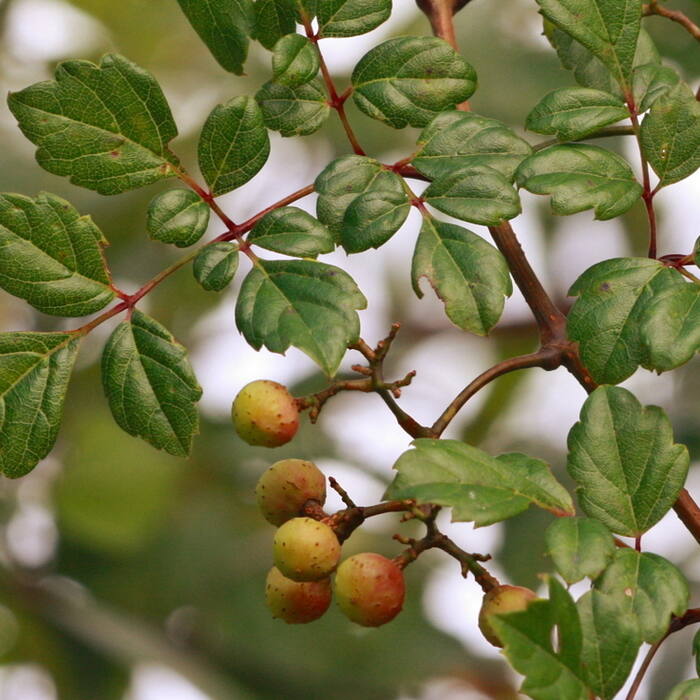 Peppervine (Nekemias arborea) reference photo 1