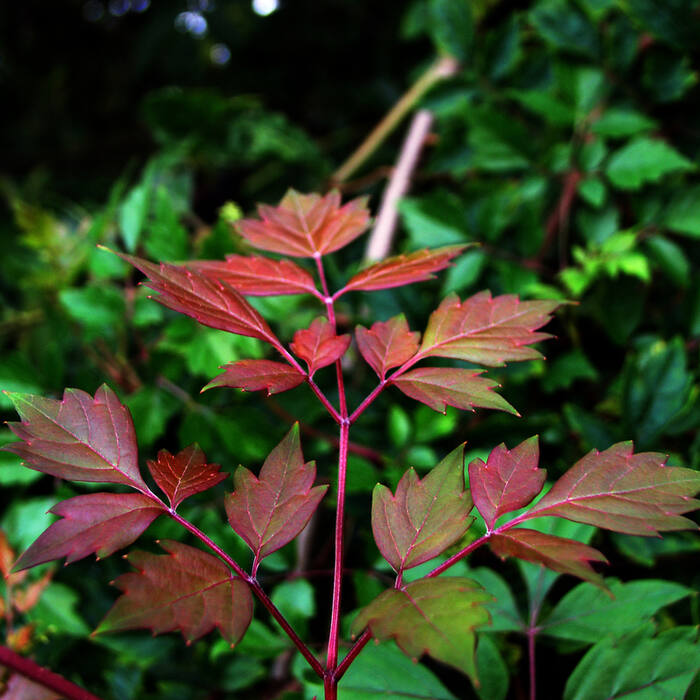 Peppervine (Nekemias arborea) reference photo 2