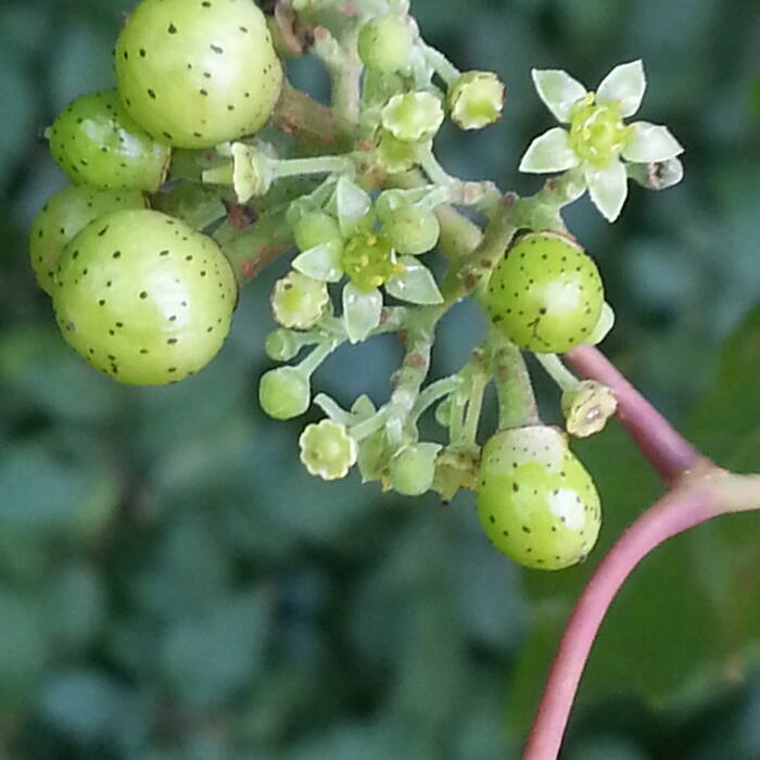 Peppervine (Nekemias arborea) reference photo 4