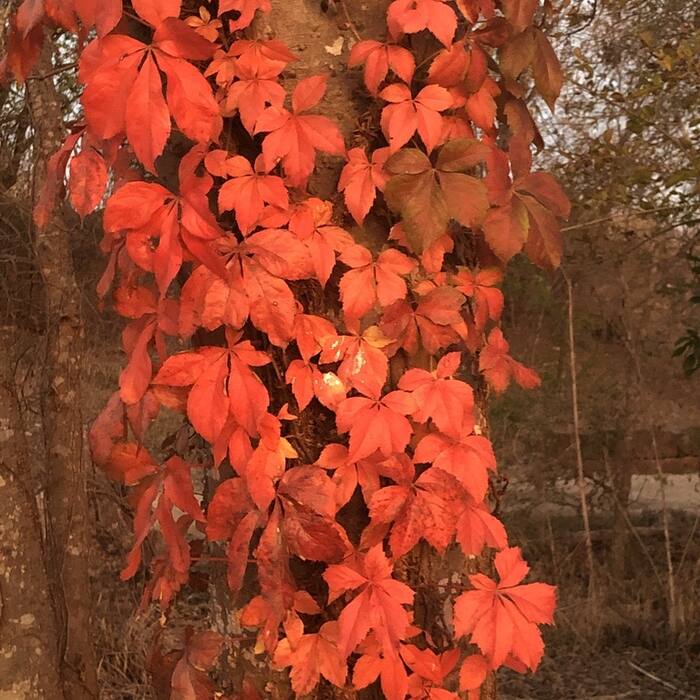 Virginia creeper (Parthenocissus quinquefolia) reference photo 2
