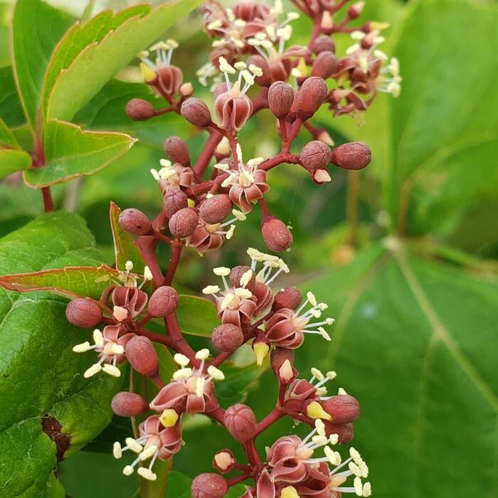 Virginia creeper (Parthenocissus quinquefolia) reference photo 3